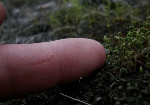 農村這種非常矮小的植物,價格很珍貴