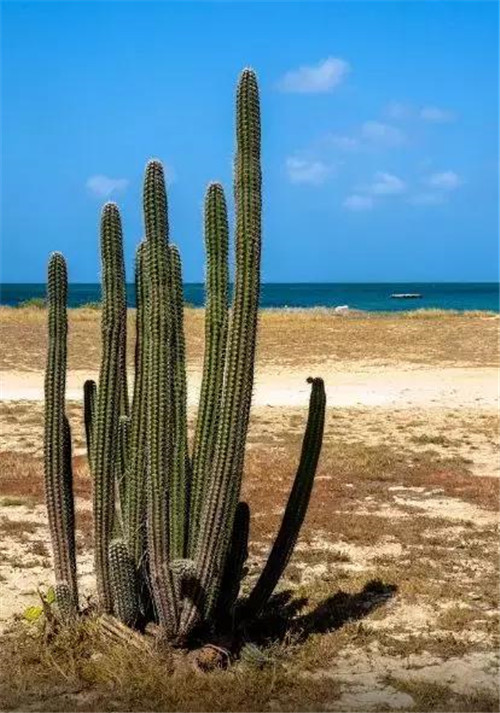 Arikok國家公園內(nèi)的仙人掌