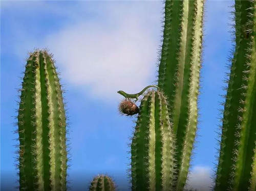 Arikok國家公園內(nèi)的仙人掌