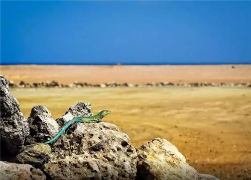 Arikok國家公園內(nèi)的仙人掌