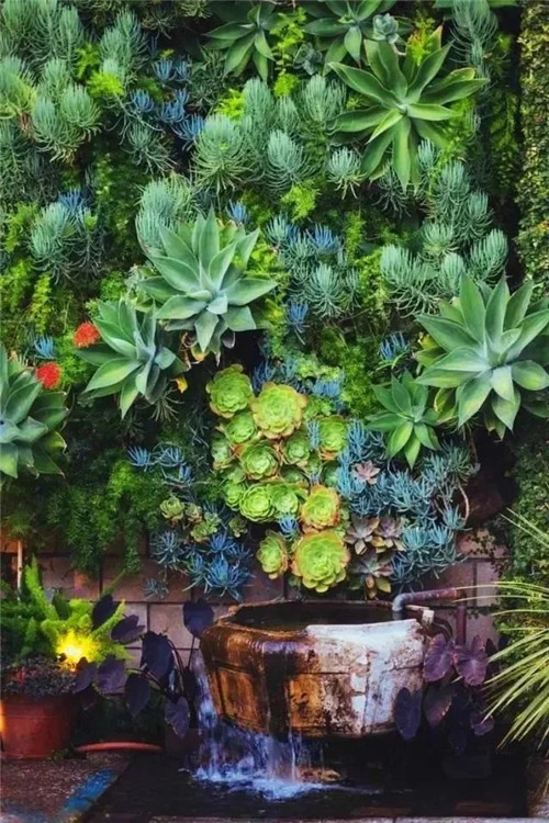 庭院設計里的多肉植物景觀