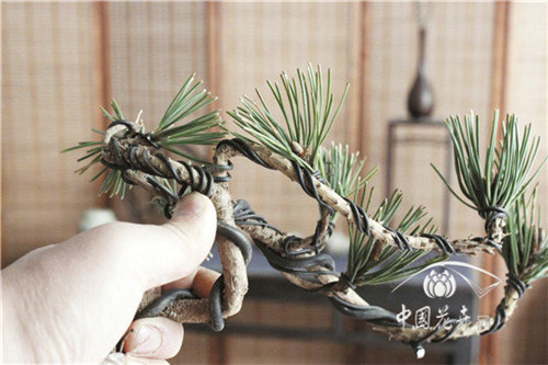 微型盆景縮天地于咫尺之間