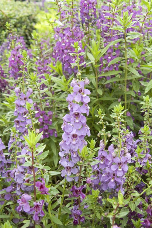 院子里必種的15種草本花卉推薦