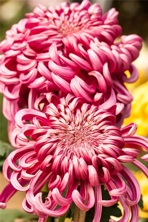 院子里必種的15種草本花卉推薦