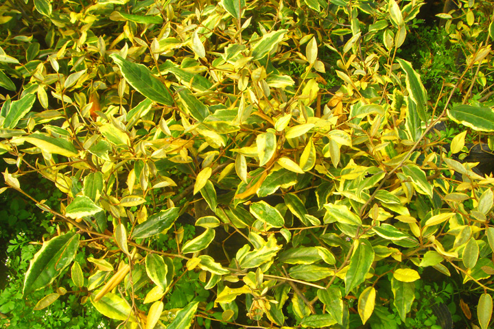 什么植物才適合用來做室外垂直綠化？