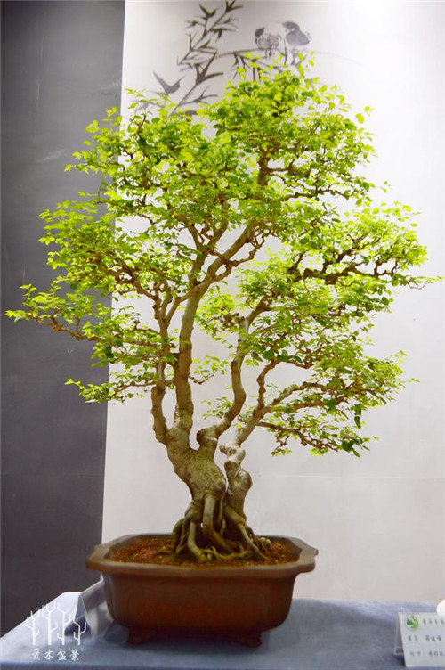 農(nóng)村常見的樹種——樸樹,養(yǎng)好了也難如此漂亮