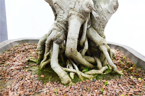 農(nóng)村常見的樹種——樸樹,養(yǎng)好了也難如此漂亮