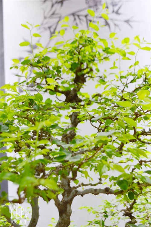 農(nóng)村常見的樹種——樸樹,養(yǎng)好了也難如此漂亮