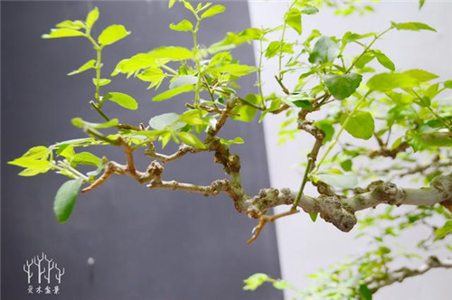 農(nóng)村常見的樹種——樸樹,養(yǎng)好了也難如此漂亮