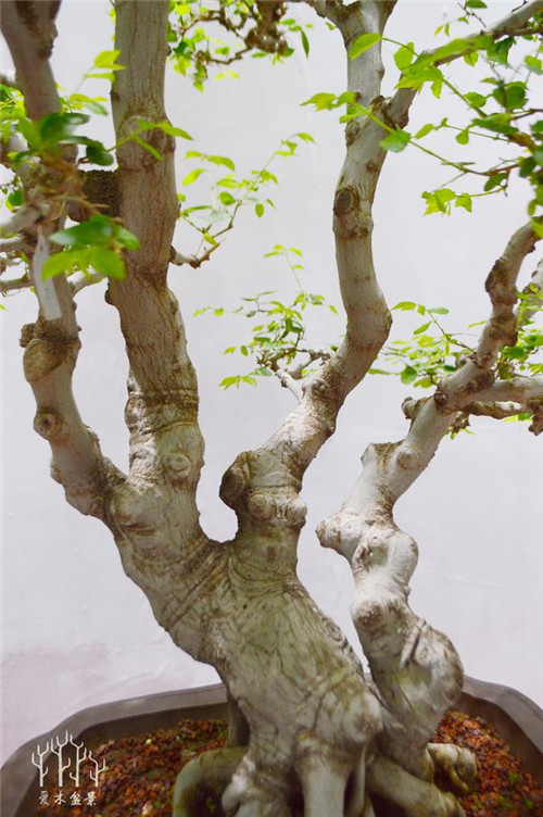 農(nóng)村常見的樹種——樸樹,養(yǎng)好了也難如此漂亮