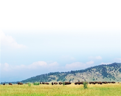黃石啟示：進入國家公園需要注意什么？