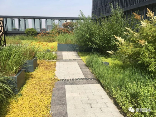 路邊那些不起眼的植物竟是打造海綿城市關鍵