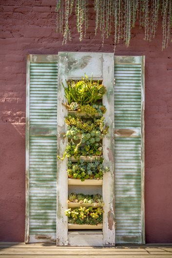 如何將多肉植物和仙人掌用到花園設(shè)計中