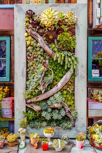 如何將多肉植物和仙人掌用到花園設(shè)計中