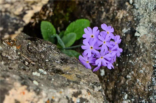 秦嶺有哪些珍稀植物你都知道嗎？