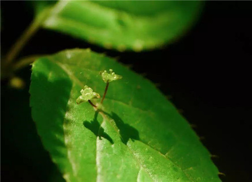 秦嶺有哪些珍稀植物你都知道嗎？