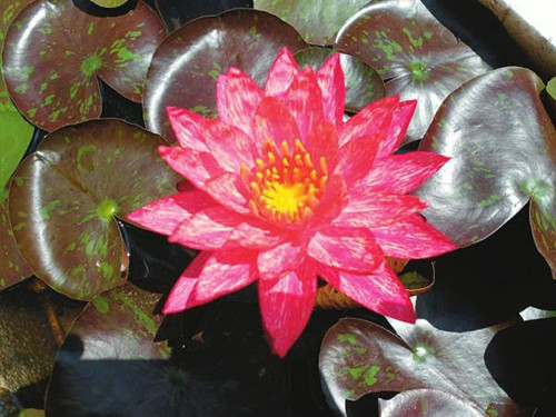 太原舉辦第十屆園林水系"水之韻"文化節(jié)