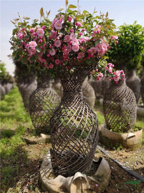 植物花瓶打開裝飾新天地