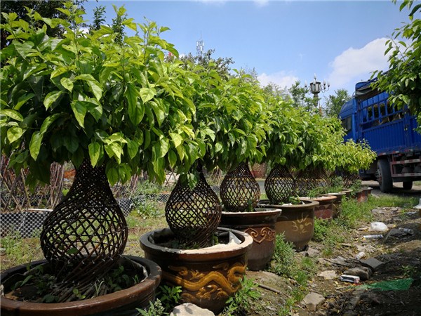 植物花瓶打開裝飾新天地