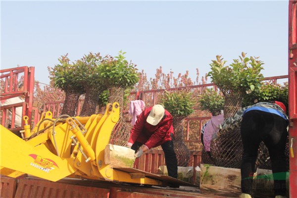 植物花瓶打開裝飾新天地