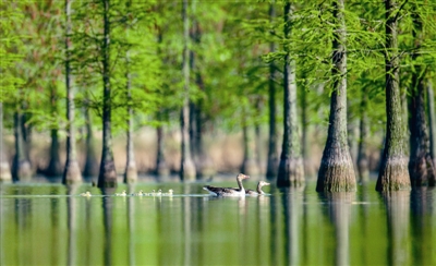 安徽滁州：候鳥棲息池杉湖