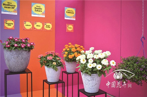 2018歐洲花卉新品展示會延續強勢