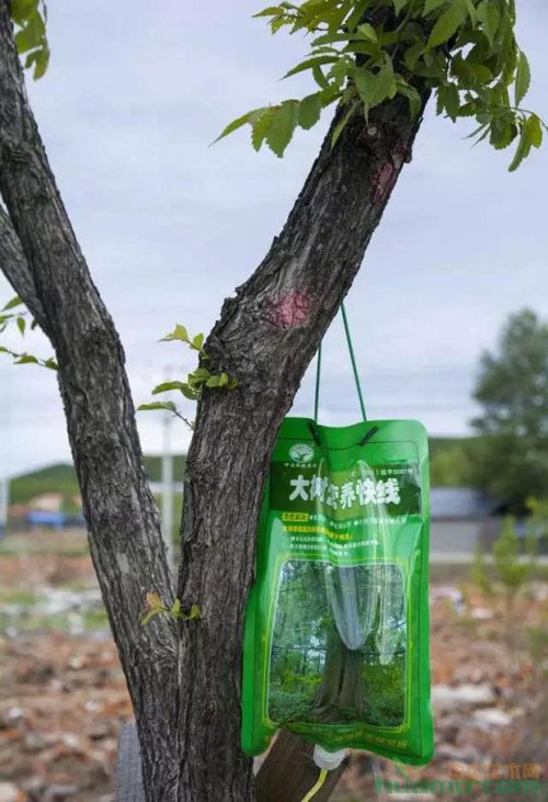 新型植保技術 |可大大提高苗木的存活率