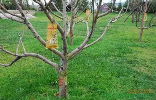 新型植保技術 |可大大提高苗木的存活率