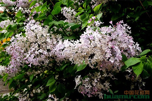 小葉丁香的栽培特點(diǎn)和繁殖技術(shù)