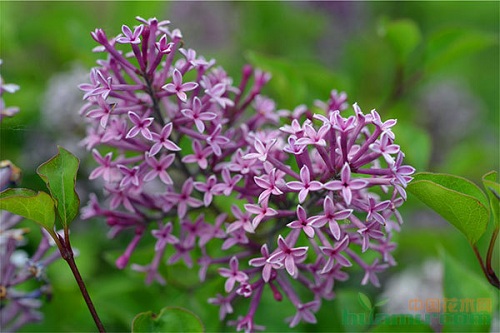 小葉丁香的栽培特點(diǎn)和繁殖技術(shù)