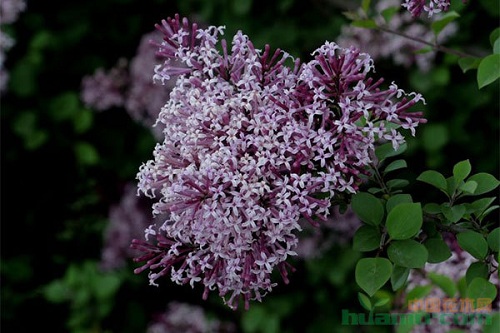 小葉丁香的栽培特點(diǎn)和繁殖技術(shù)
