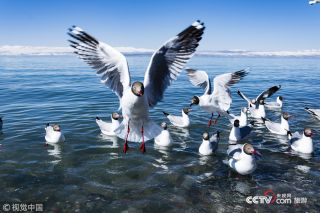 為保護生態環境景區發布禁游令 永葆綠洲生機