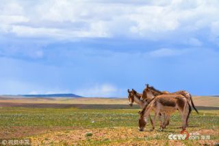 為保護生態環境景區發布禁游令 永葆綠洲生機