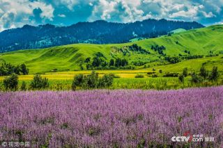 為保護生態環境景區發布禁游令 永葆綠洲生機
