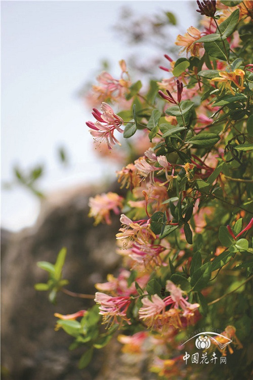 金銀花景觀應(yīng)用“多面手”