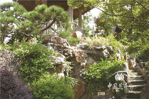 金銀花景觀應(yīng)用“多面手”