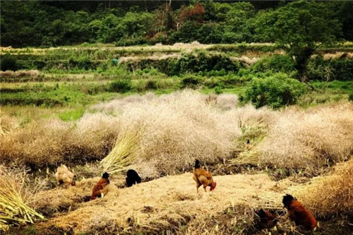 “趣村夏木塘”新聞發布會在江西萬安舉行