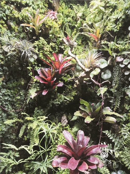 積水鳳梨栽培指南