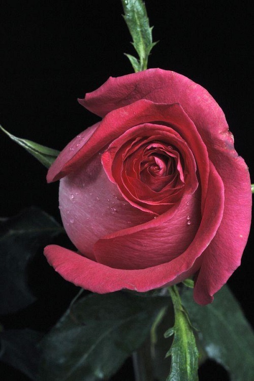 插花入門篇|小白選手從認(rèn)識常見花材開始