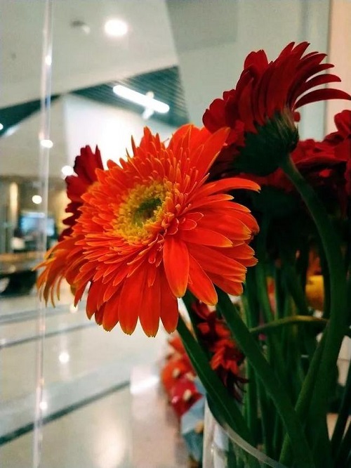 插花入門篇|小白選手從認(rèn)識常見花材開始