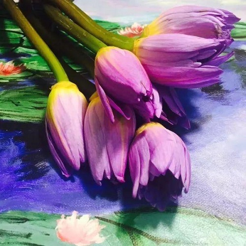 插花入門篇|小白選手從認(rèn)識常見花材開始