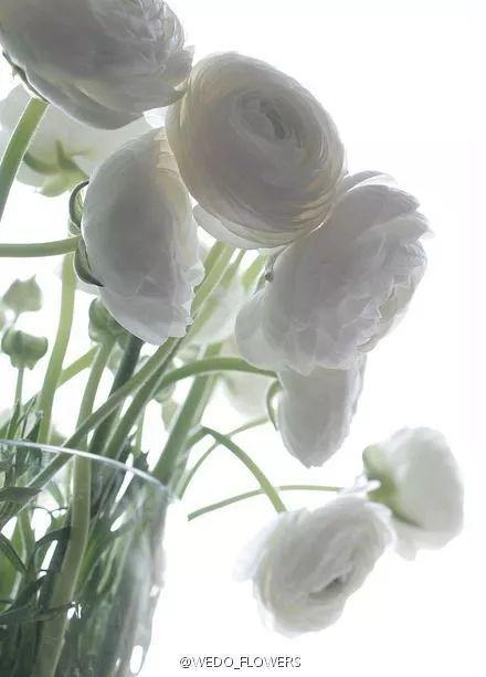 插花入門篇|小白選手從認(rèn)識常見花材開始