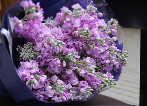 插花入門篇|小白選手從認(rèn)識常見花材開始