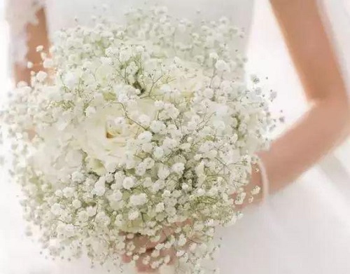 插花入門篇|小白選手從認(rèn)識常見花材開始