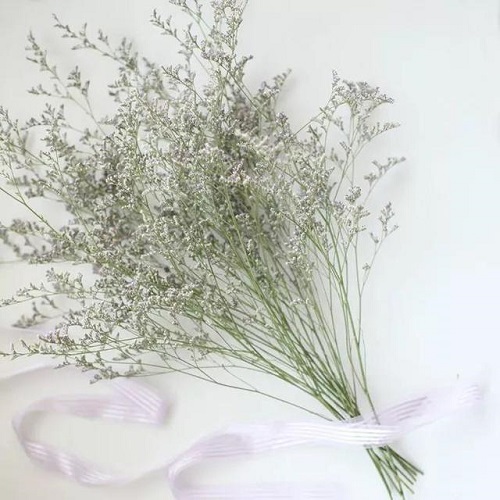 插花入門篇|小白選手從認(rèn)識常見花材開始