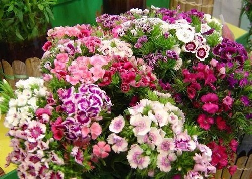 插花入門篇|小白選手從認(rèn)識常見花材開始