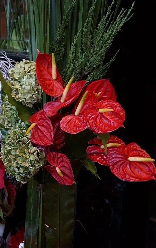 插花入門篇|小白選手從認(rèn)識常見花材開始