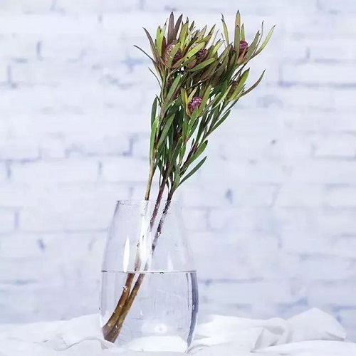 插花入門篇|小白選手從認(rèn)識常見花材開始