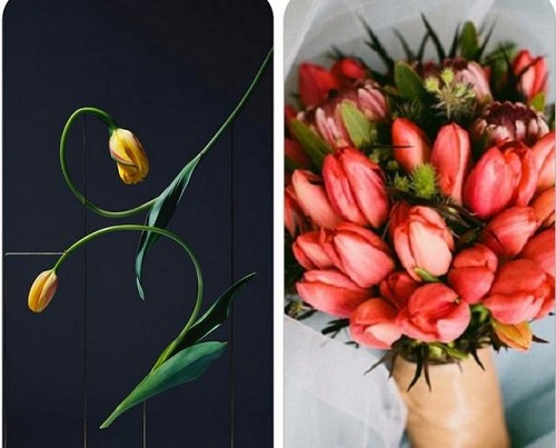 插花入門篇|小白選手從認(rèn)識常見花材開始