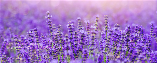 趙泰東：治愈花園